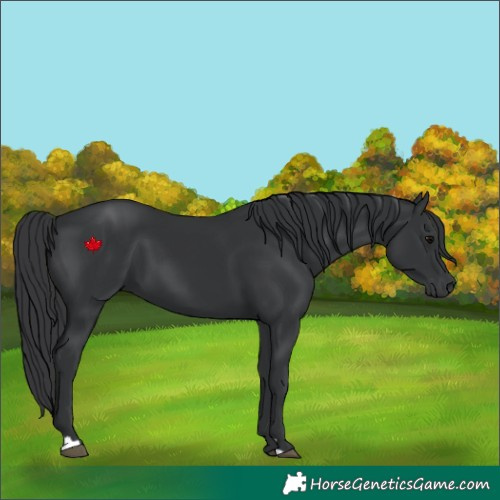 Horse Color:Black 