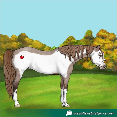 Horse Color:Liver Red Dun Roan Frame 