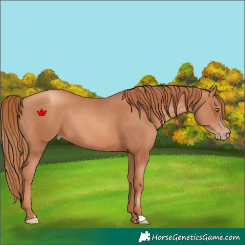Horse Color:Gold Champagne 