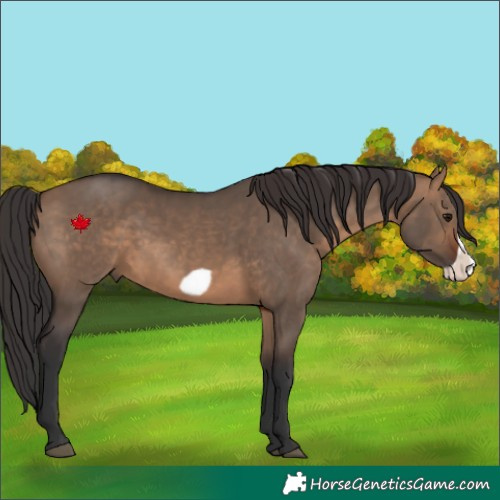 Horse Color:Brown Dun Frame 