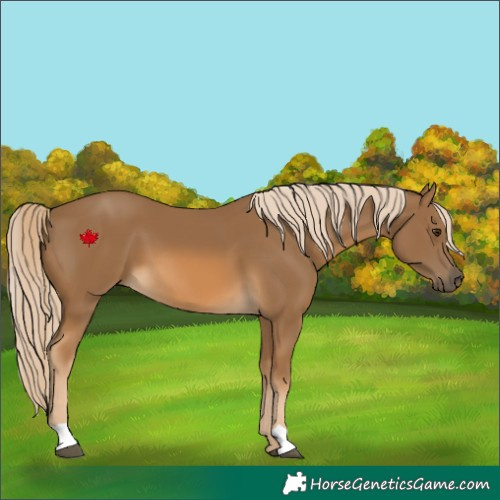 Horse Color:Chocolate Palomino 
