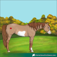 Horse Color:Red Dun Frame 