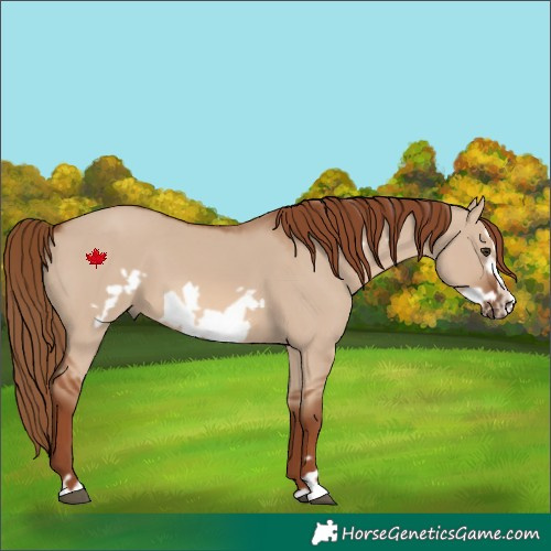 Horse Color:Red Dun Frame 
