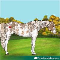 Horse Color:Chocolate Palomino Sabino Rabicano