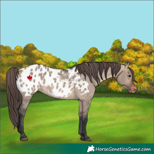 Horse Color:Brown Dun Appaloosa Rabicano 