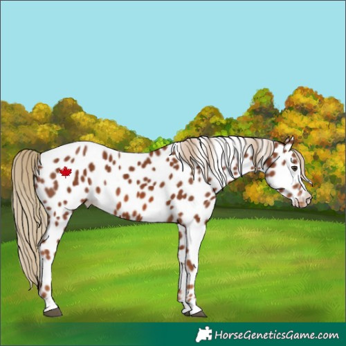 Horse Color:Chestnut Near Leopard 