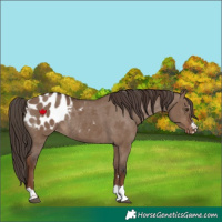 Horse Color:Liver Red Dun Blanket Rabicano
