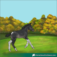 Horse Color:Black Tobiano Rabicano 