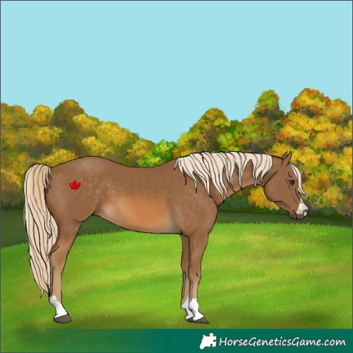 Horse Color:Chocolate Palomino 
