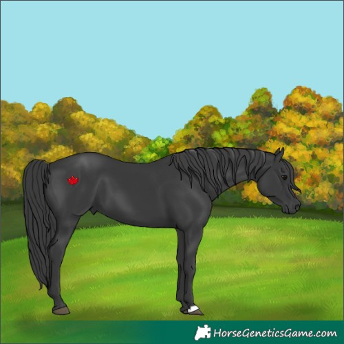 Horse Color:Black 