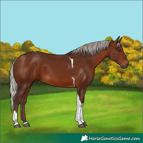 Horse Color:Silver Brown Tobiano 