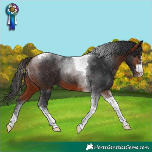 Horse Color:Bay Tobiano 