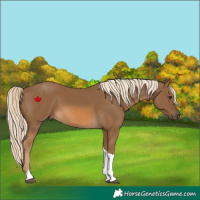 Horse Color:Chocolate Palomino Tobiano 