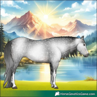 Horse Color:Gray White Spotted Brown