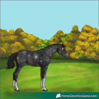 Horse Color:Gray White Spotted Brown 