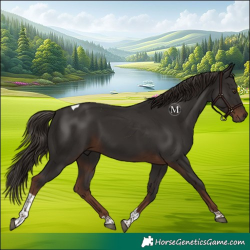 Horse Color:Liver Chestnut Tobiano 