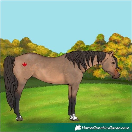 Horse Color:Bay Dun 