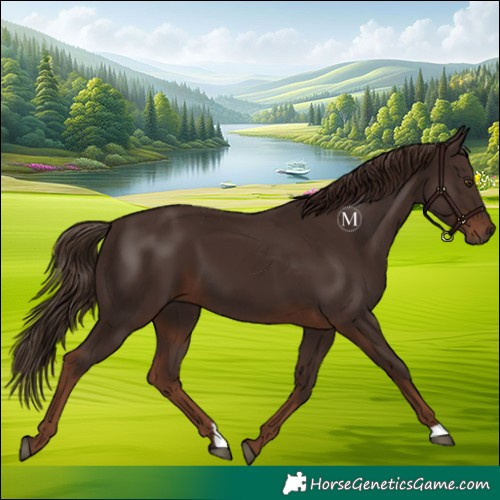 Horse Color:Liver Chestnut 