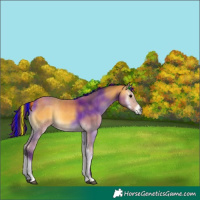 Horse Color:Painted Buckskin Onyx 