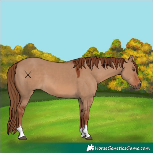 Horse Color:Red Dun 