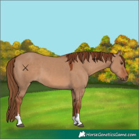 Horse Color:Red Dun 