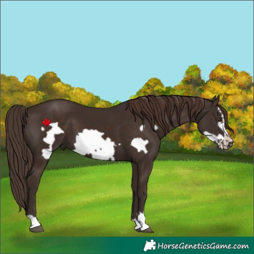 Horse Color:Liver Chestnut Frame 