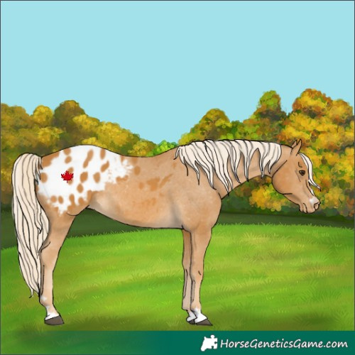 Horse Color:Palomino Blanket Rabicano 