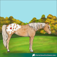 Horse Color:Palomino Blanket Rabicano 