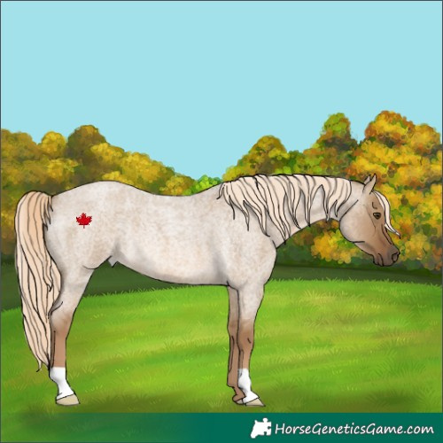 Horse Color:Chocolate Palomino Roan Dun Rabicano 