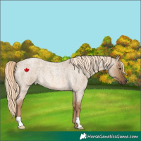 Horse Color:Chocolate Palomino Roan Dun Rabicano
