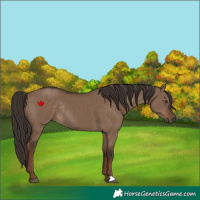 Horse Color:Liver Red Dun Rabicano 