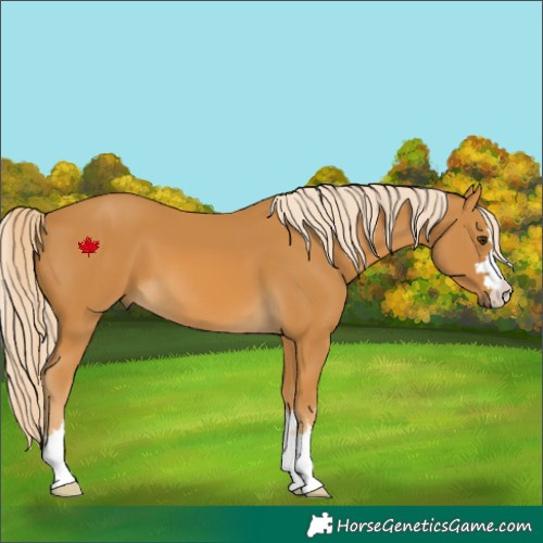 Horse Color:Palomino 