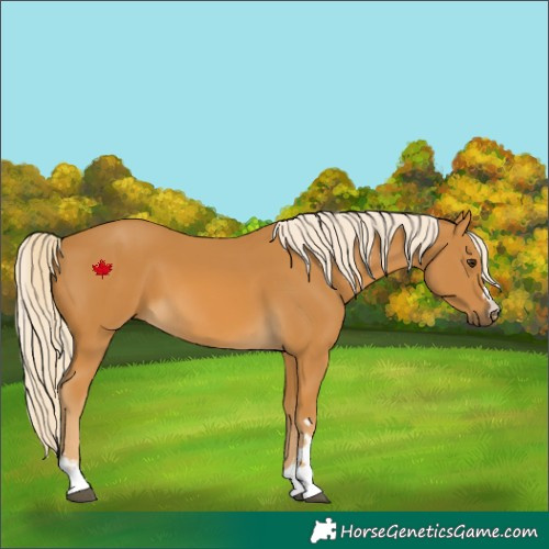 Horse Color:Palomino 