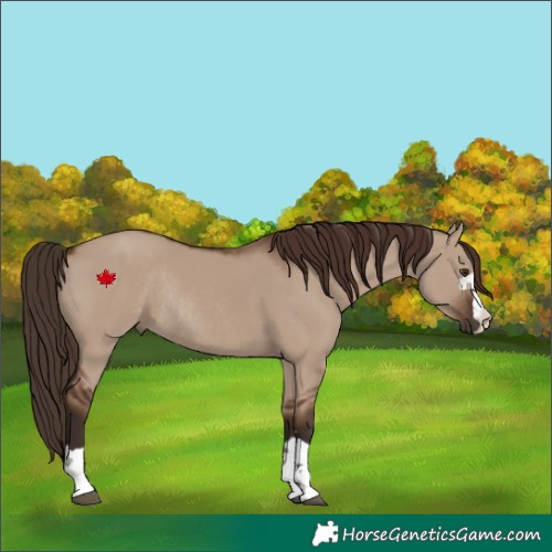 Horse Color:Liver Red Dun Rabicano 