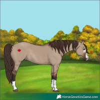 Horse Color:Liver Red Dun Rabicano 