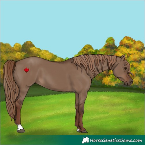 Horse Color:Liver Red Dun 