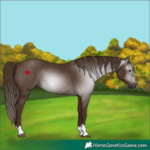 Horse Color:Gray Chestnut Rabicano 