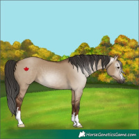 Horse Color:Gray Liver Red Dun