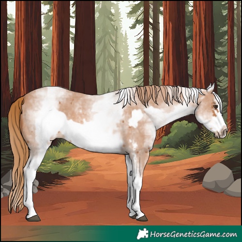 Horse Color:White Spotted Chestnut Sabino Frame 