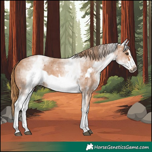 Horse Color:White Spotted Chestnut Sabino Frame 