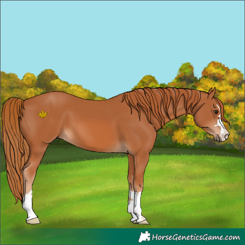 Horse Color:Chestnut 