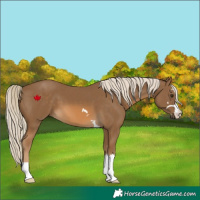 Horse Color:Chocolate Palomino 