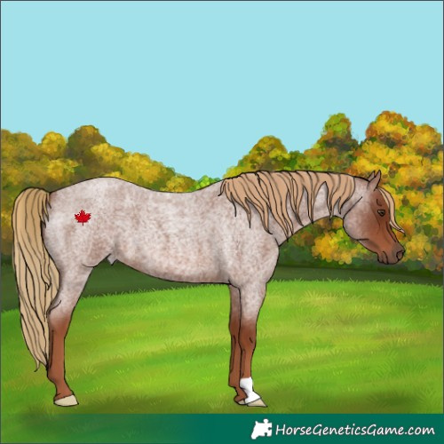 Horse Color:Red Roan 