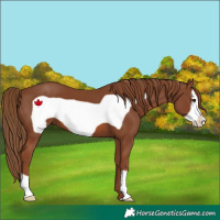 Horse Color:Chestnut Frame