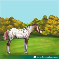 Horse Color:Painted Silver Brown Onyx Appaloosa Rabicano 