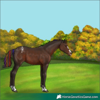 Horse Color:Painted Liver Chestnut Appaloosa 
