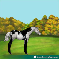 Horse Color:Unknown 