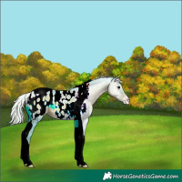 Horse Color:Unknown 