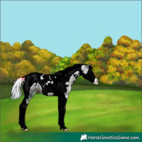 Horse Color:Unknown 