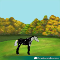 Horse Color:Watercolor White Spotted Silver Grullo Tobiano Appaloosa 